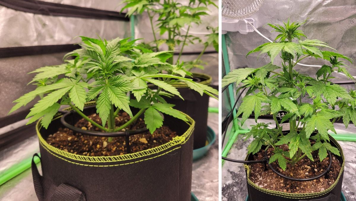 Blackberry Auto cannabis strain: mid veg | weeks 3-4 | an indoor plant vegging naturally indoors, without any training Blackberry Auto cannabis strain: mid veg | weeks 3-4 | an indoor plant vegging naturally indoors, without any training