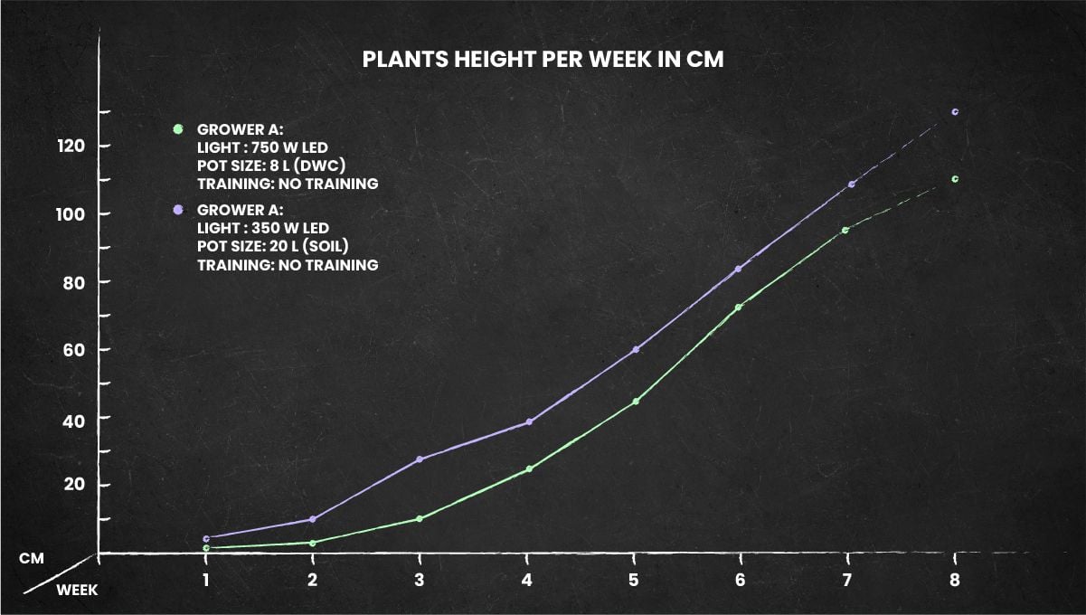 Tangerine Dream Auto cannabis strain: height chart for the whole life cycle