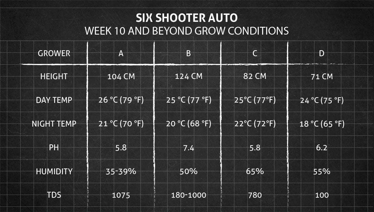 Six Shooter Auto cannabis strain: week 10 grow conditions