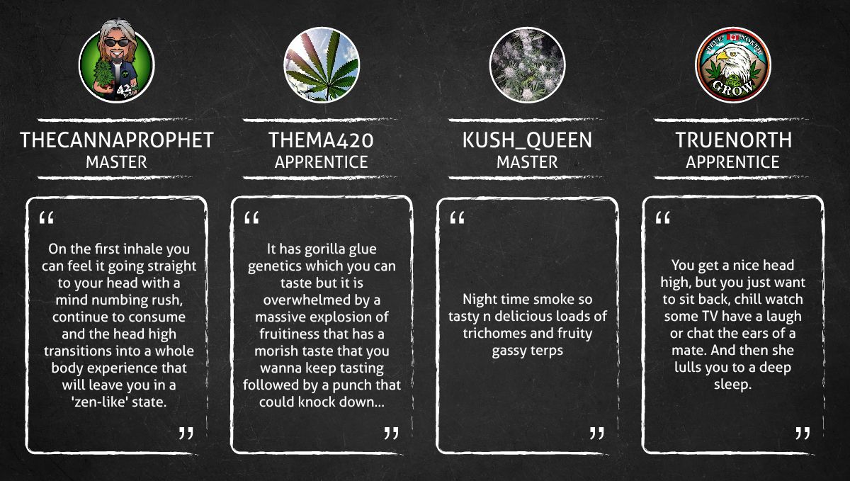 Gorilla Punch Auto cannabis strain: smoke report