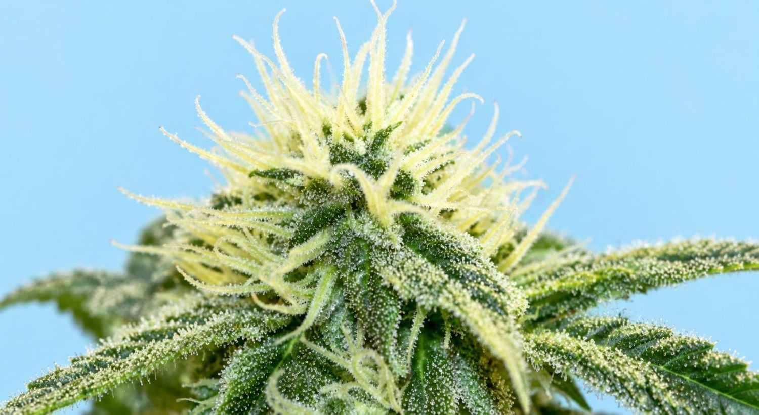 Week 7 - Flowering Stage