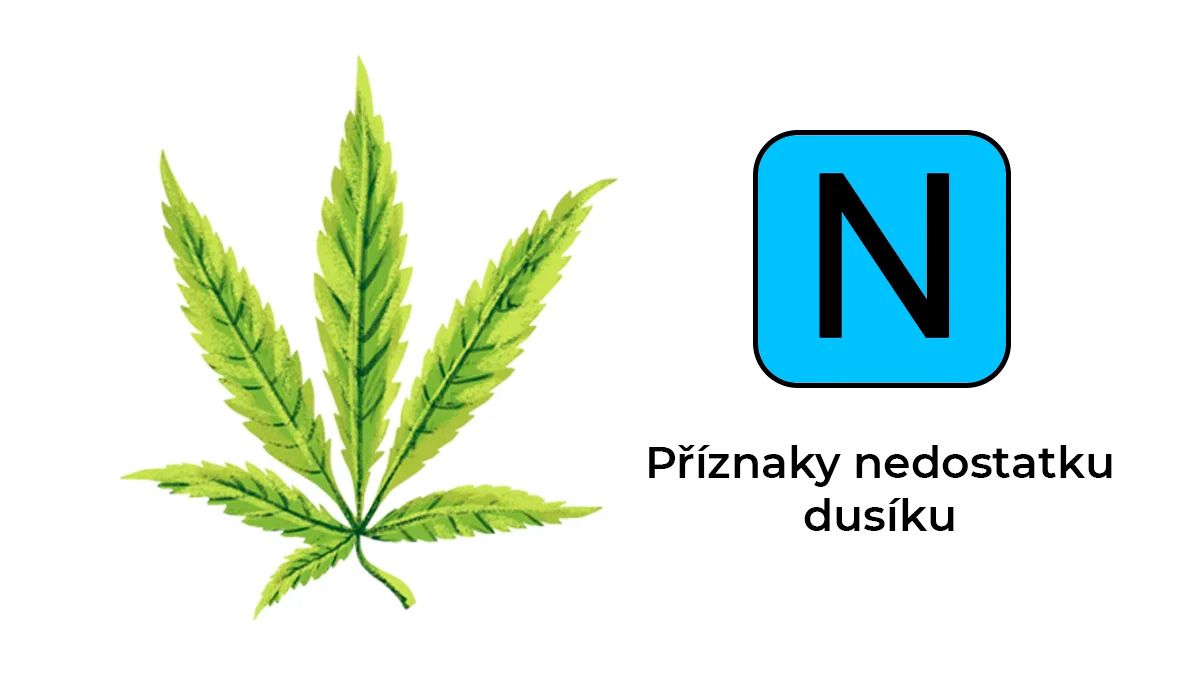 Nedostatek živin v konopí: dusík