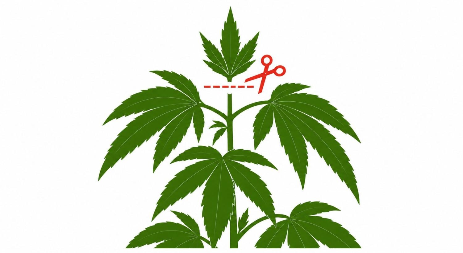 10 Common Myths About Autoflowering Cannabis Plants: Topping
