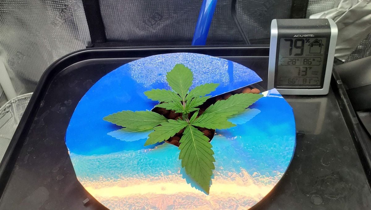 Blackberry Auto cannabis strain: early veg | week 2 | a young weed plant in a DWC system with a sheet of reflecting material underneath it Blackberry Auto cannabis strain: early veg | week 2 | a young weed plant in a DWC system with a sheet of reflecting material underneath it