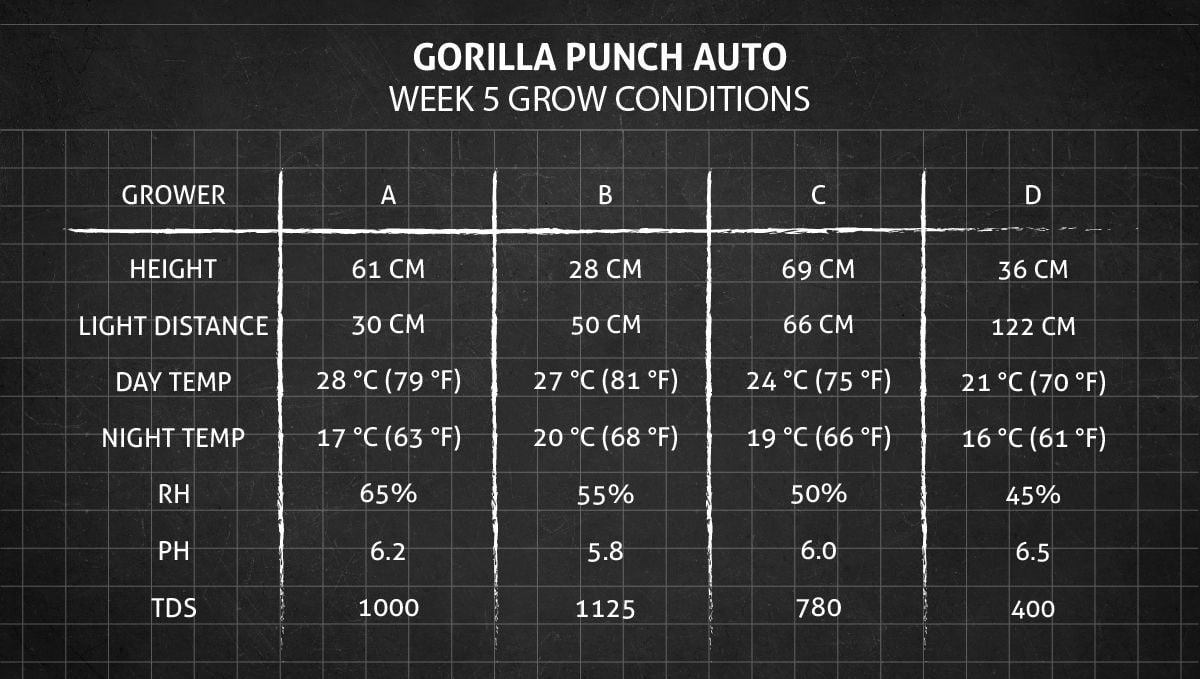 Gorilla Punch Auto cannabis strain: week 5 grow conditions