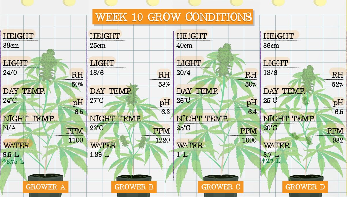 Gelato Auto Cannabis Strain Week-by-Week Guide: Grow conditions in week 10