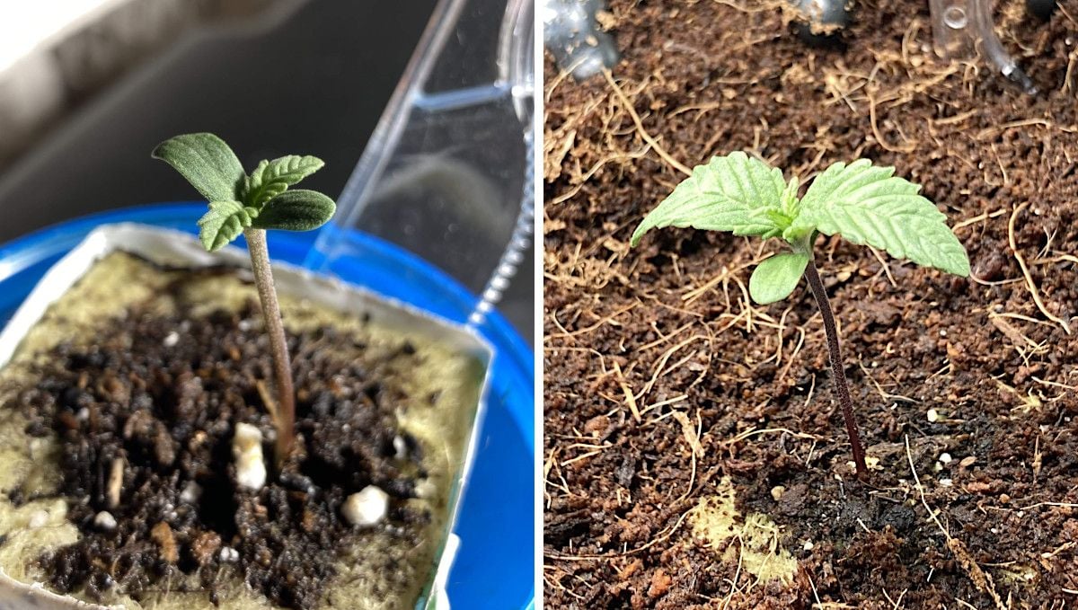 Auto Blackberry Kush cannabis strain: germination and seedling stage | week 1 | a sprout in a rockwool cube planted into a pot filled with coco coir