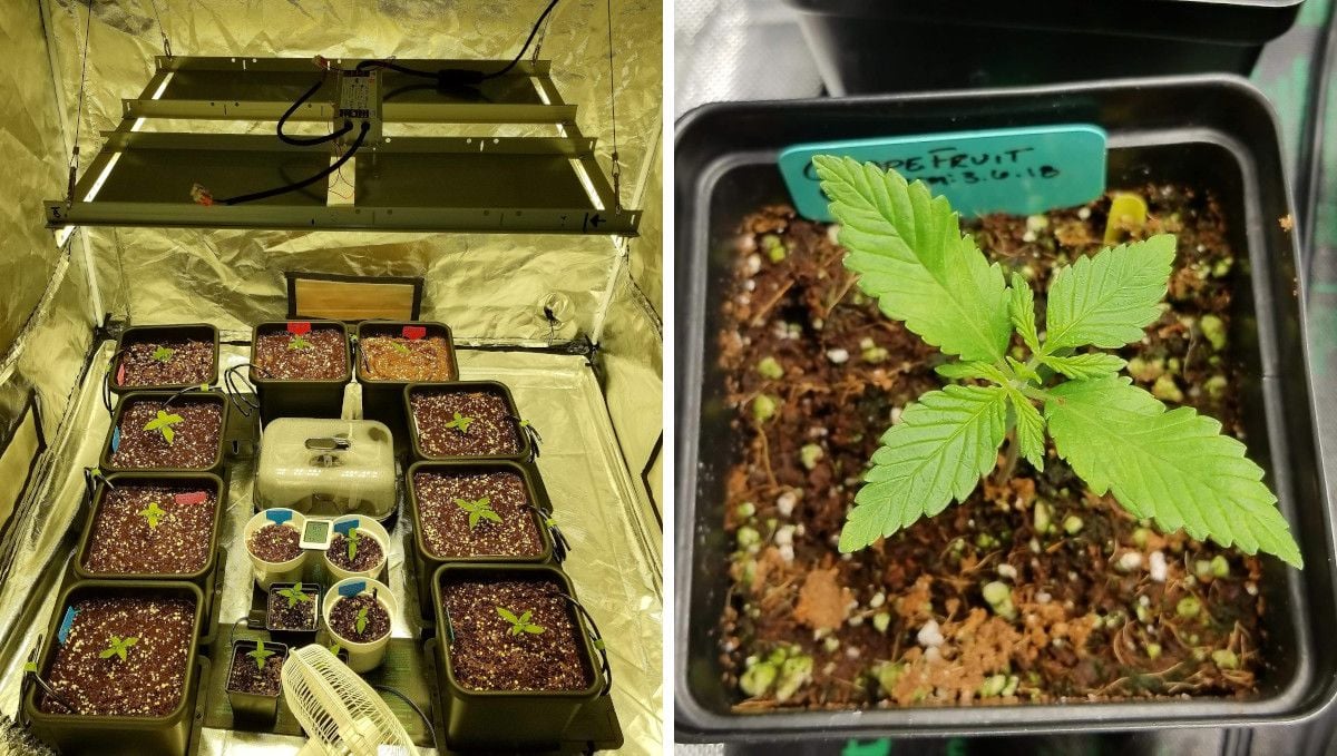 Grapefruit Auto Cannabis Strain WeekbyWeek Guide Fast Buds