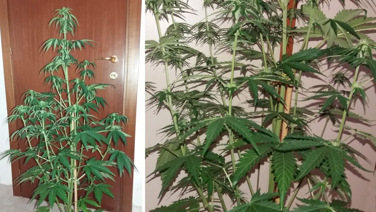 Californian Snow Auto cannabis strain: early flower | weeks 6-7 | a very tall stretchy autoflower and a closer shot of its many branches