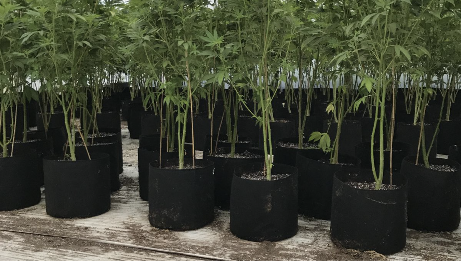 Screenshot 2021-06-04 at 13.58.06.png