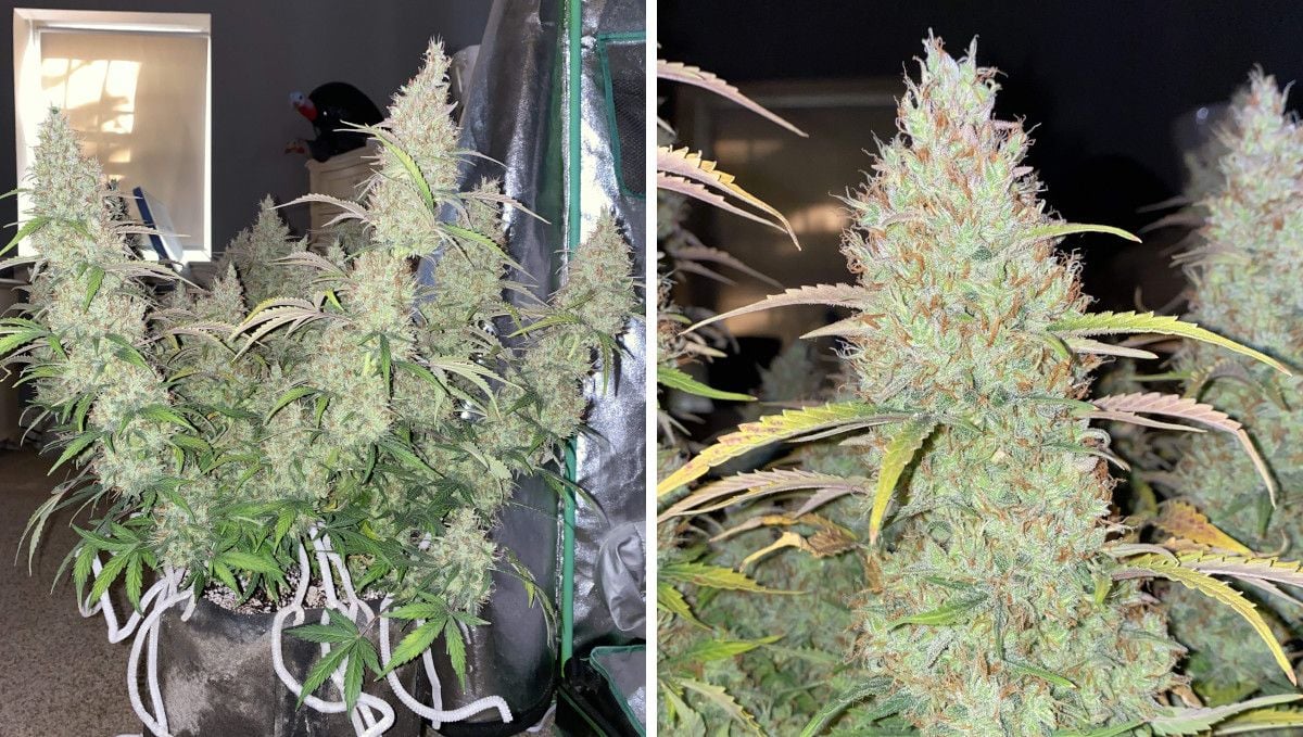 Pineapple Express Auto cannabis strain: ripening and harvest | weeks 10+ | a maturing plant with huge bulky colas and a closeup of one of the colas