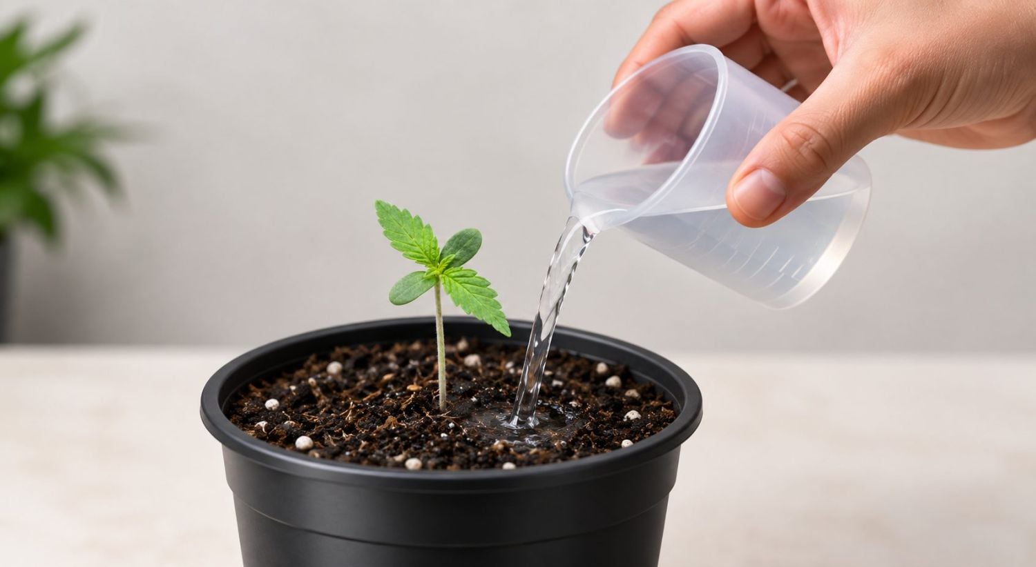 Common cannabis seedling problems: watering properly Common cannabis seedling problems: watering properly