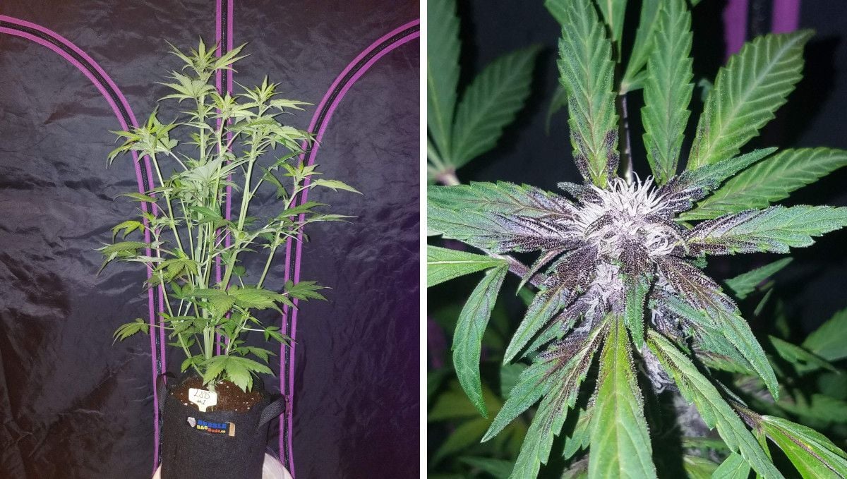 LSD-25 Auto cannabis strain: early flower | weeks 6-7 | a side view of an indoor autoflower at the very beginning of flowering and a closeup of a beautiful though immature purple bud