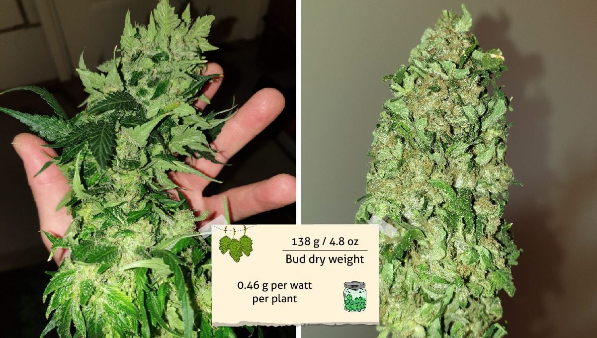 Orange Sherbet Auto Cannabis Strain Week-by-Week Guide | Fast Buds