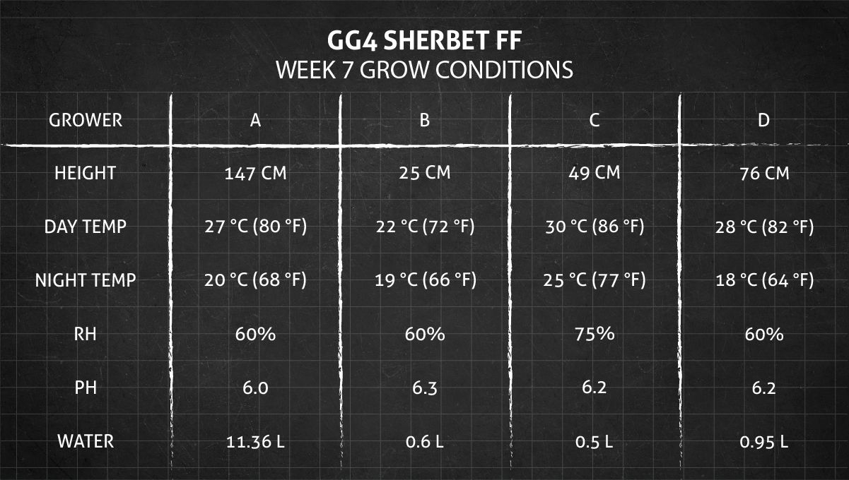 GG4 Sherbet FF Cannabis Strain Week-by-Week Guide | Fast Buds