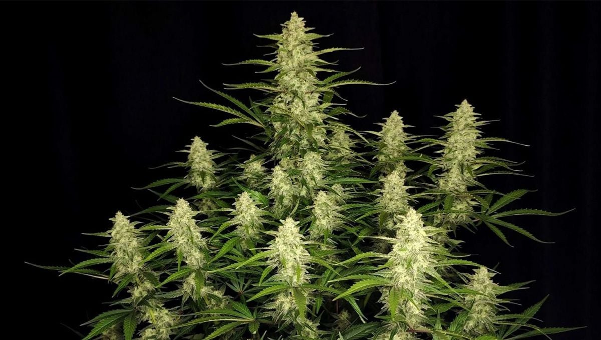 Five shortest autoflower strains: papaya cookies auto