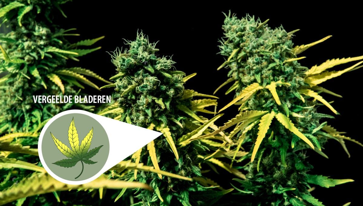 Wat is het beste moment om zelfbloeiende Cannabis te oogsten?: Vergeelde bladeren Wat is het beste moment om zelfbloeiende Cannabis te oogsten?: Vergeelde bladeren