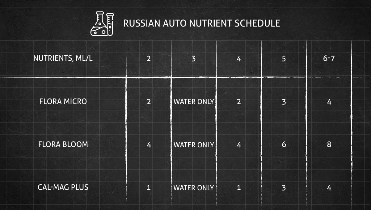 Russian Auto Cannabis Strain: Nutrient schedule for the whole cycle