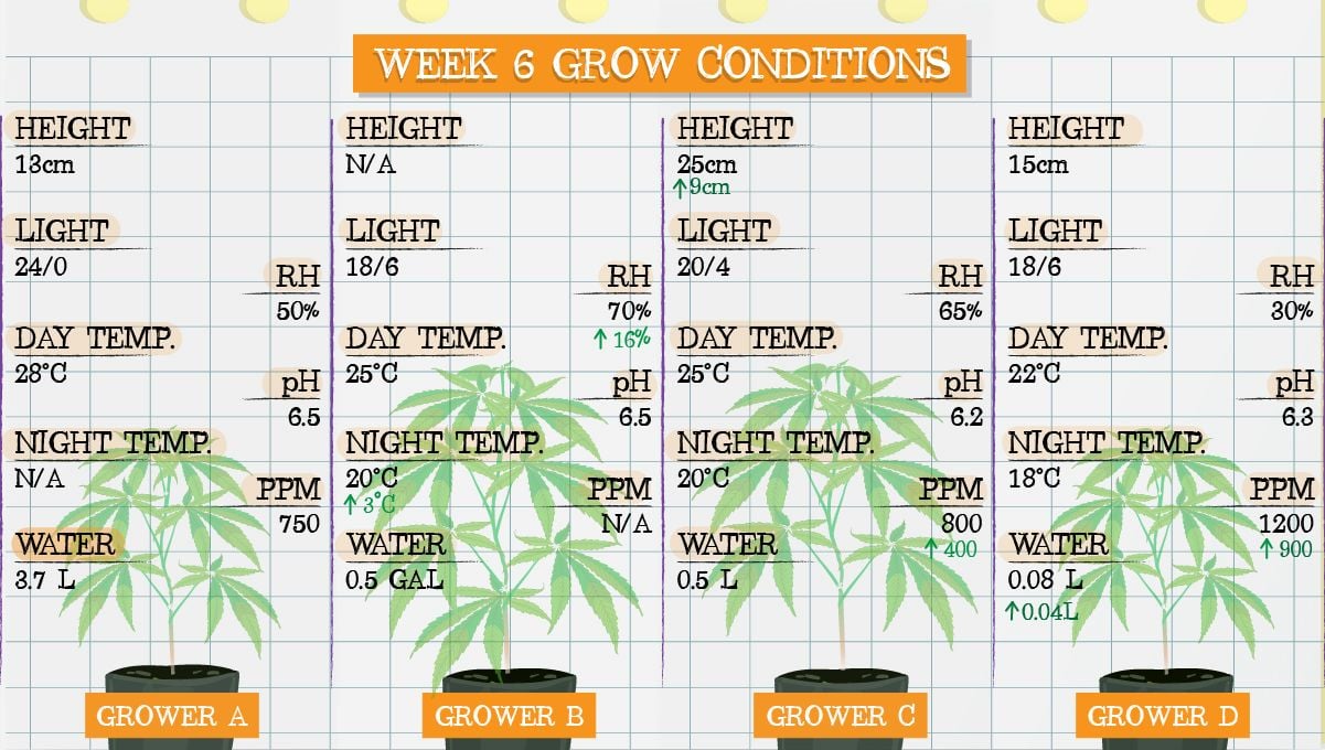 Forbidden Runtz Auto Cannabis Strain Week-by-Week Guide: Week 6 grow conditions