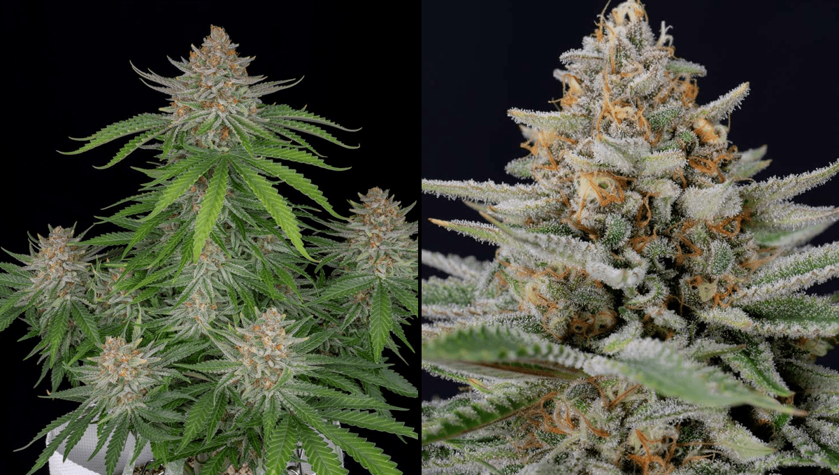 The Top 5 Best Indica Autoflower Strains Fast Buds