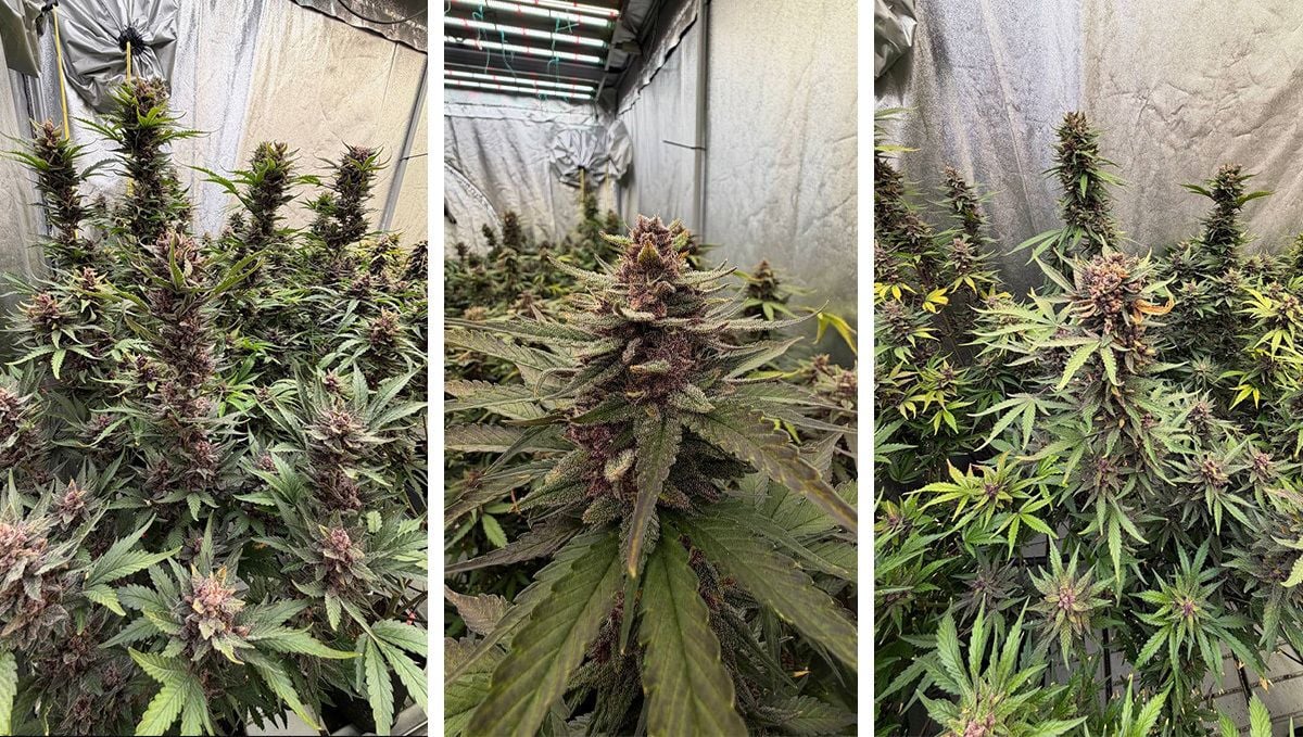 Lemon Cherry Cookies : 14 Days Before Harvest