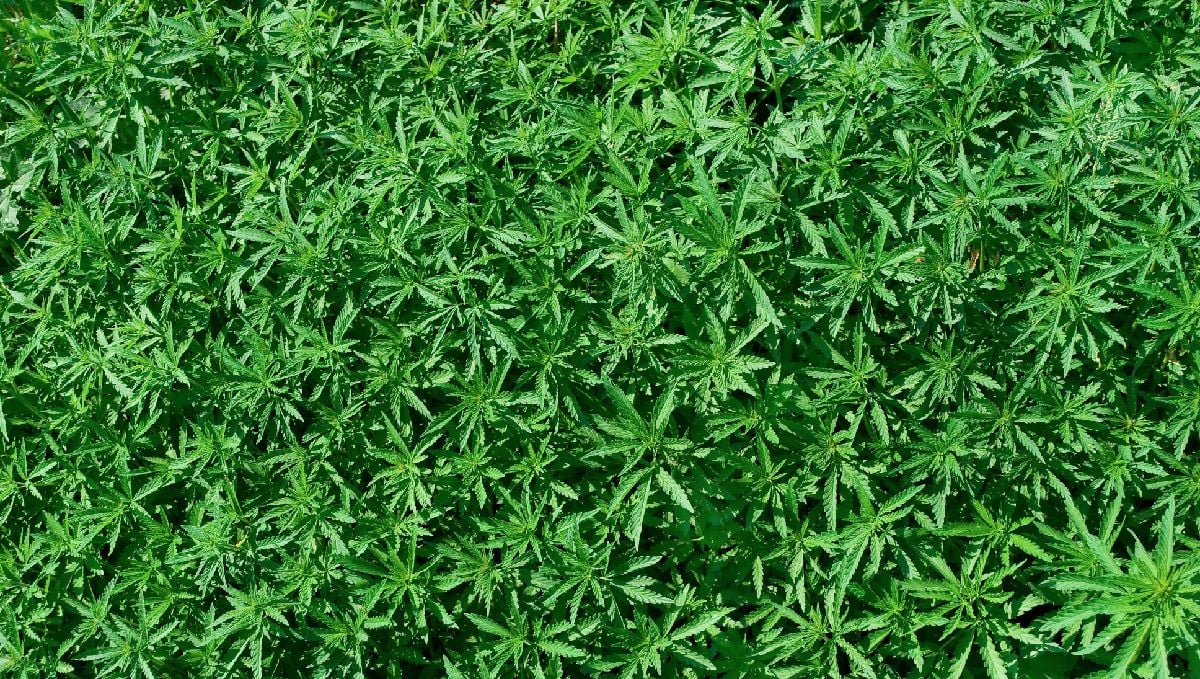 How to grow weed fast: photos vs autos How to grow weed fast: photos vs autos