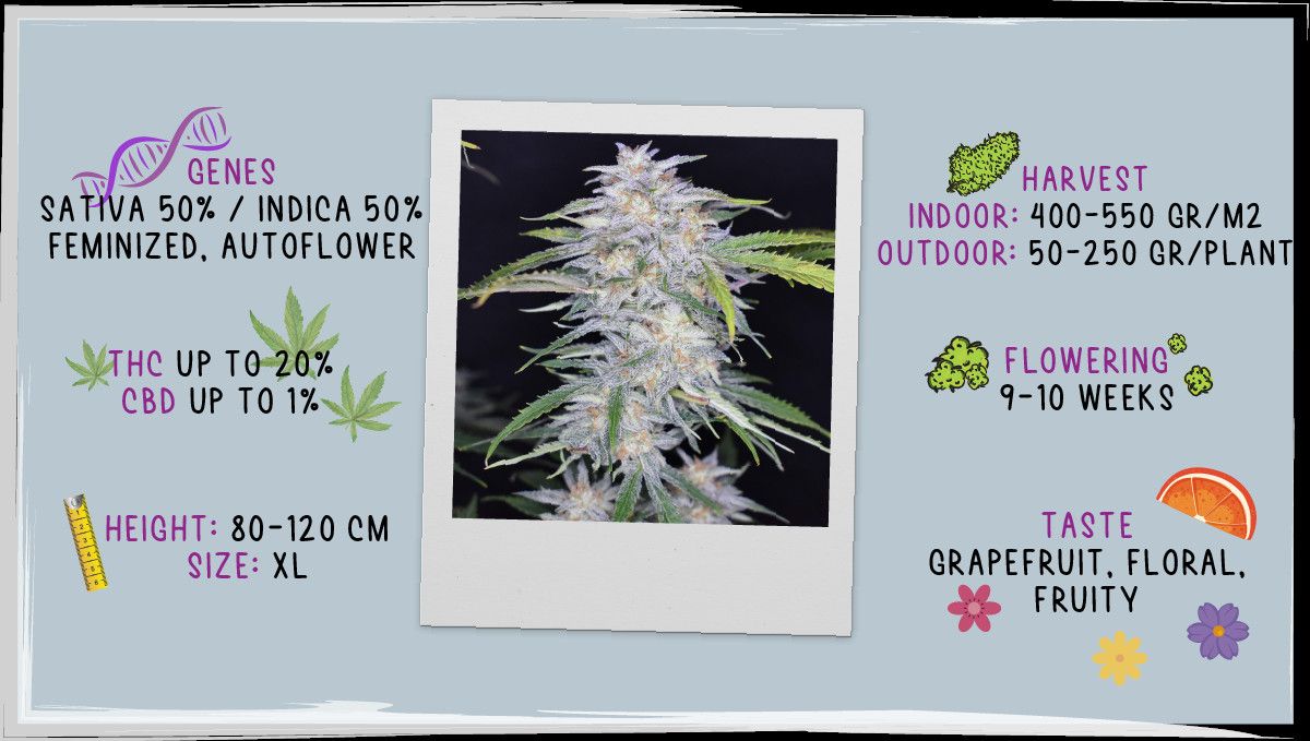 Grapefruit Auto Cannabis Strain WeekbyWeek Guide Fast Buds