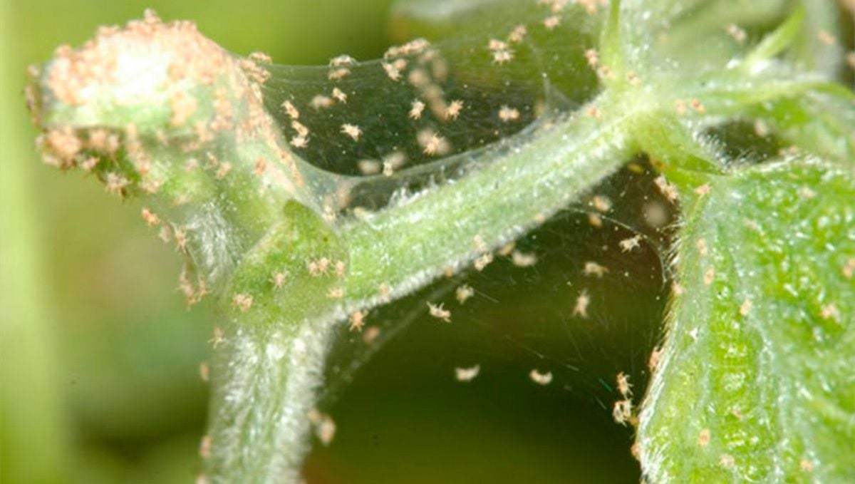 How to Get Rid of Spider Mites on Cannabis Plants?