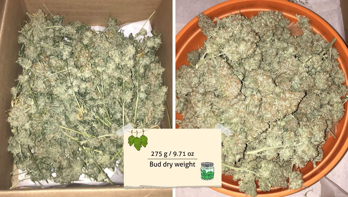 Cream Cookies Auto cannabis strain: yield | a lot of dried and trimmed branches in a cardboard box and another shot of those branches in a big dish