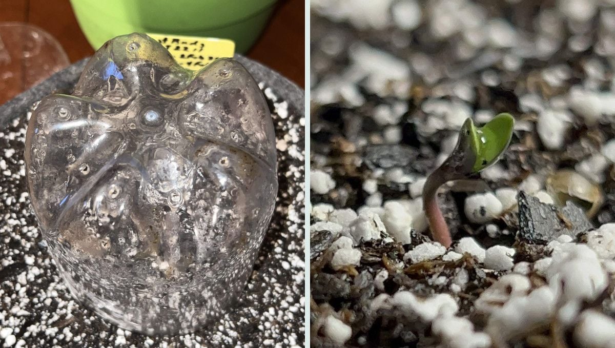 Tropicana Cookies Auto cannabis strain: germination and seedling stage | week 1 | a humidity dome and a young sprout