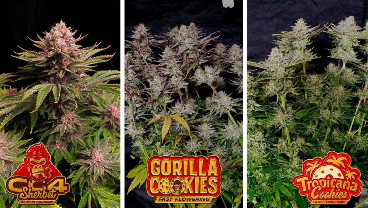 Fastflowering strains