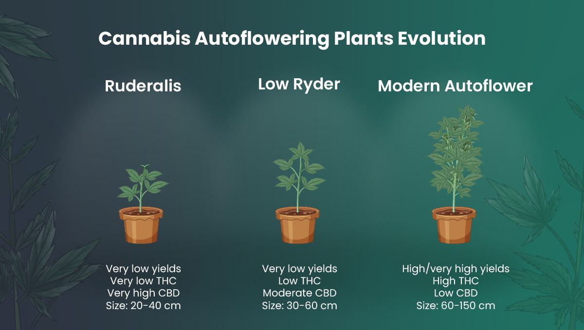 Samonakvétací rostliny ještě nikdy nebyly tak kvalitní Samonakvétací rostliny ještě nikdy nebyly tak kvalitní