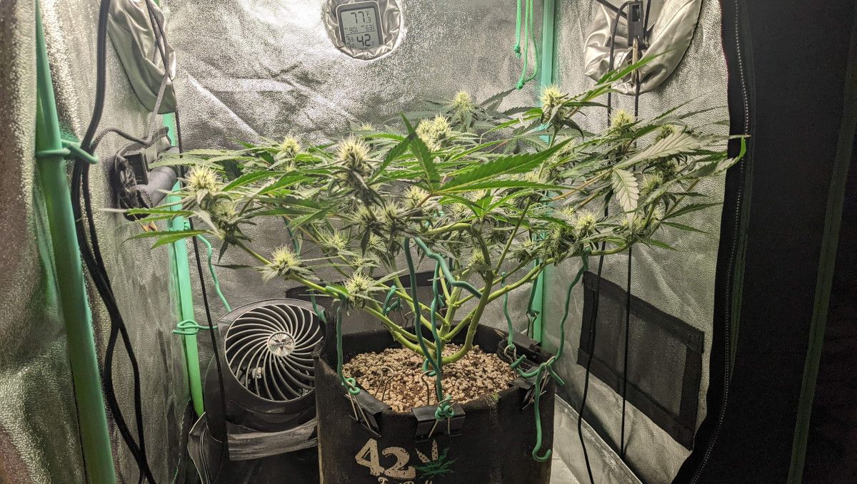 Cream Cookies Auto cannabis strain: early flower | weeks 6-7 | a side view of a medium-size manifolded and heavily defoliated autoflower