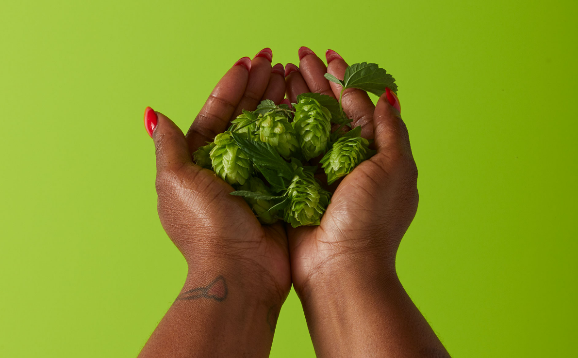 What is Humulene and What Does it Do?: Common terpenes