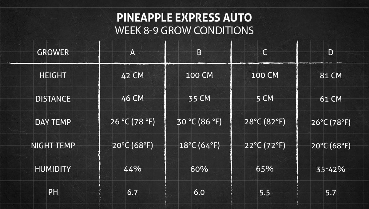 Pineapple Express Auto cannabis strain: weeks 8-9 grow conditions