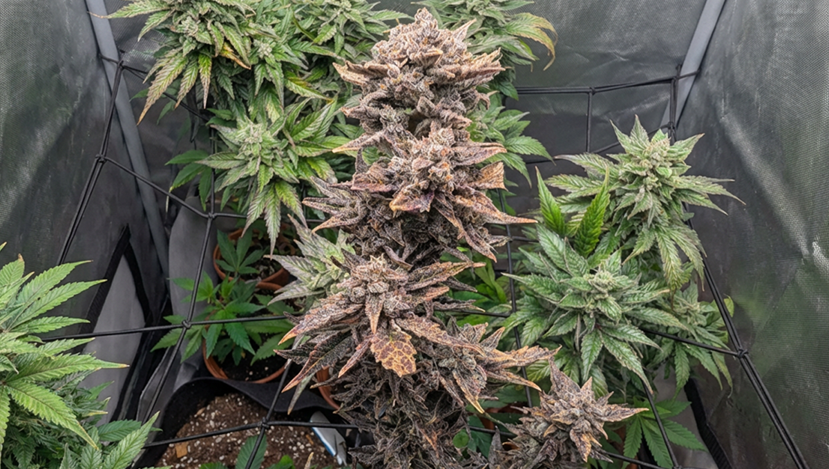 @OMG tarafından paylaşılan Frostbanger Auto, buz gibi tomurcuklarıyla.