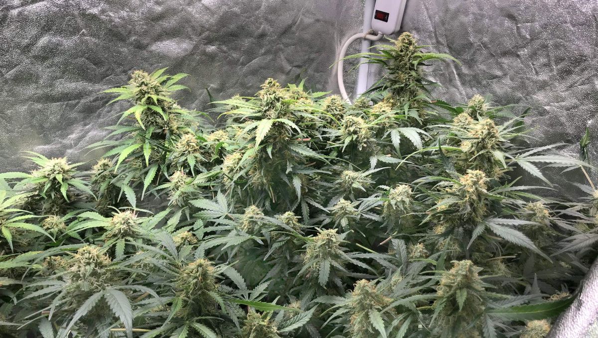 Cream Cookies Auto cannabis strain: mid flower (bulk phase) | weeks 8-9 | a big bushy autofower with multiple tops bulking up indoors