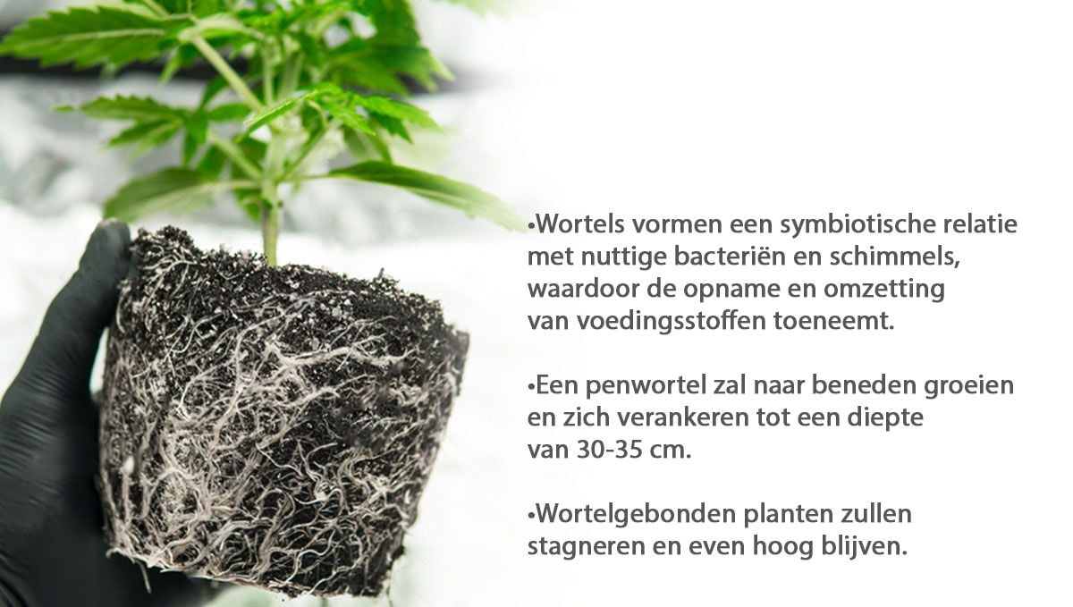 Beste potmaat voor zelfbloeiende zaden: wortels Beste potmaat voor zelfbloeiende zaden: wortels