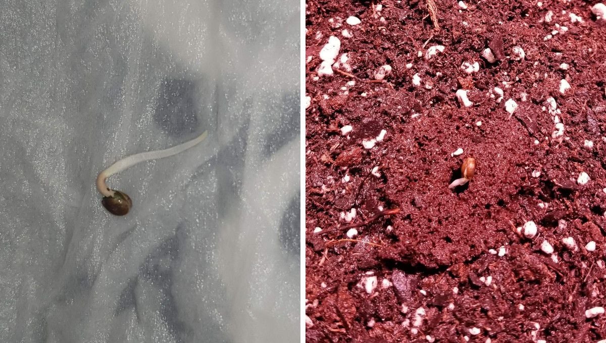 Tangerine Dream Auto cannabis strain: germination and seedling stage | week 1 | a sprout with a long taproot on a wet paper towel and a sprout being inserted into a hole in the medium