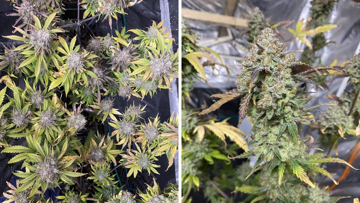 Tangie Auto cannabis strain: ripening and harvest | week 12