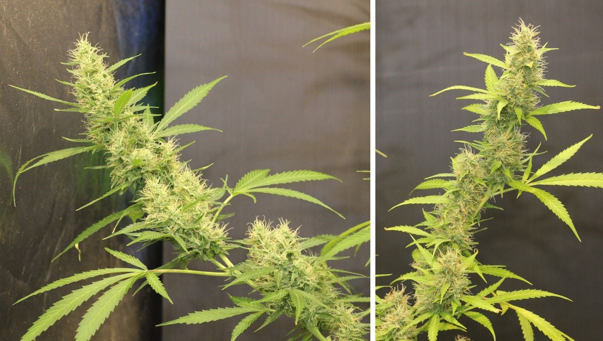 Tangerine Dream Auto Cannabis Strain WeekbyWeek Guide Fast Buds