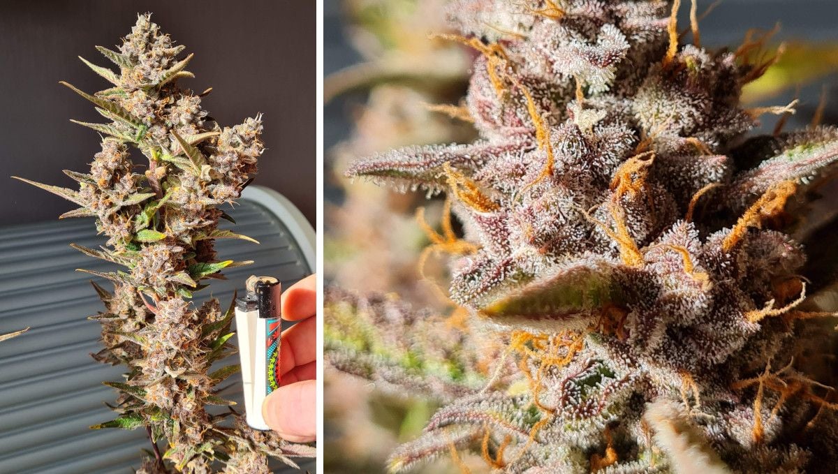 Banana Purple Punch Auto cannabis strain: mid flower (bulk phase) | weeks 7-8 | maturing purple-colored buds