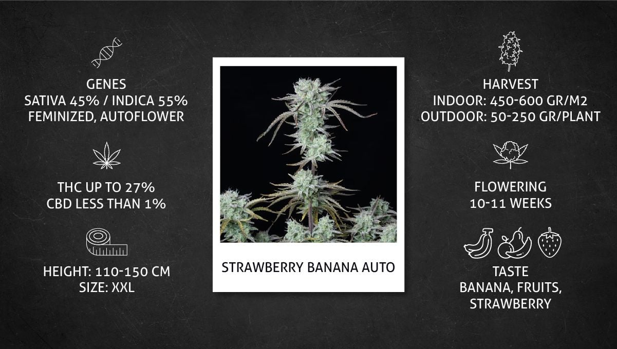 Strawberry Banana Auto Cannabis Strain specs sheet