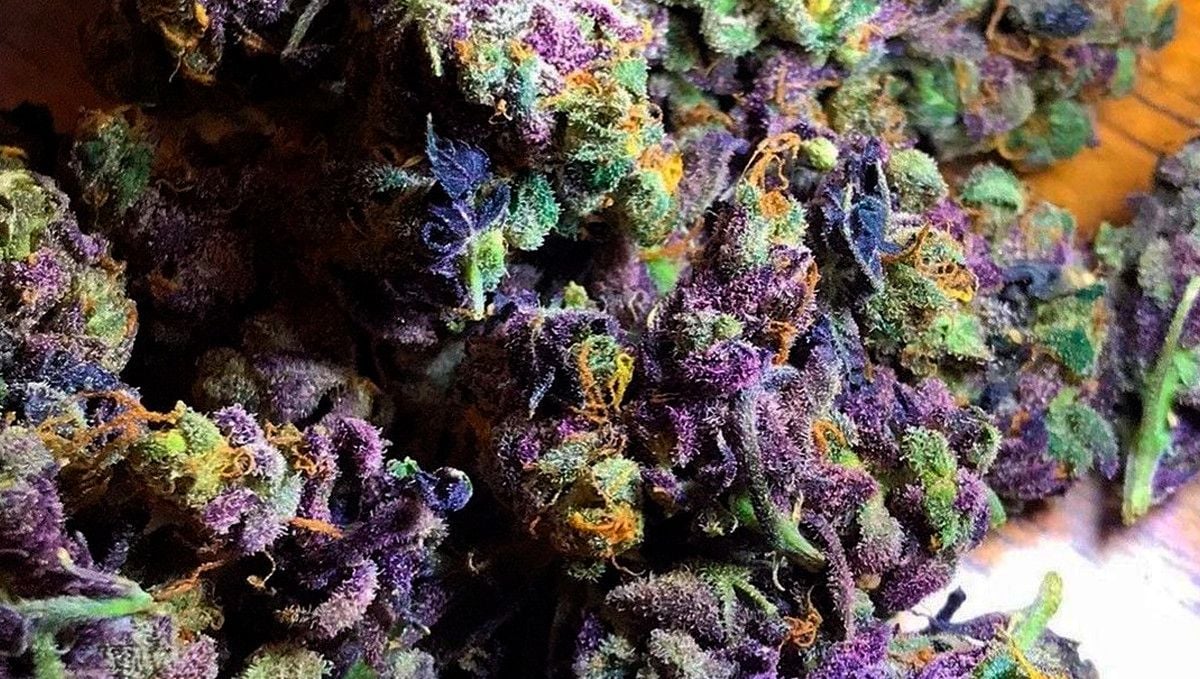 15 Best Strains for Male Arousal in 2022: Grandaddy Purple 15 Best Strains for Male Arousal in 2022: Grandaddy Purple