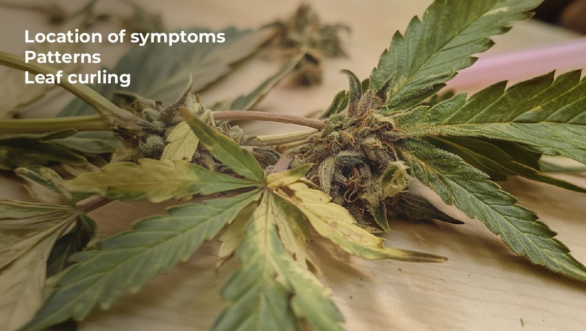 Confusion With Other Symptoms