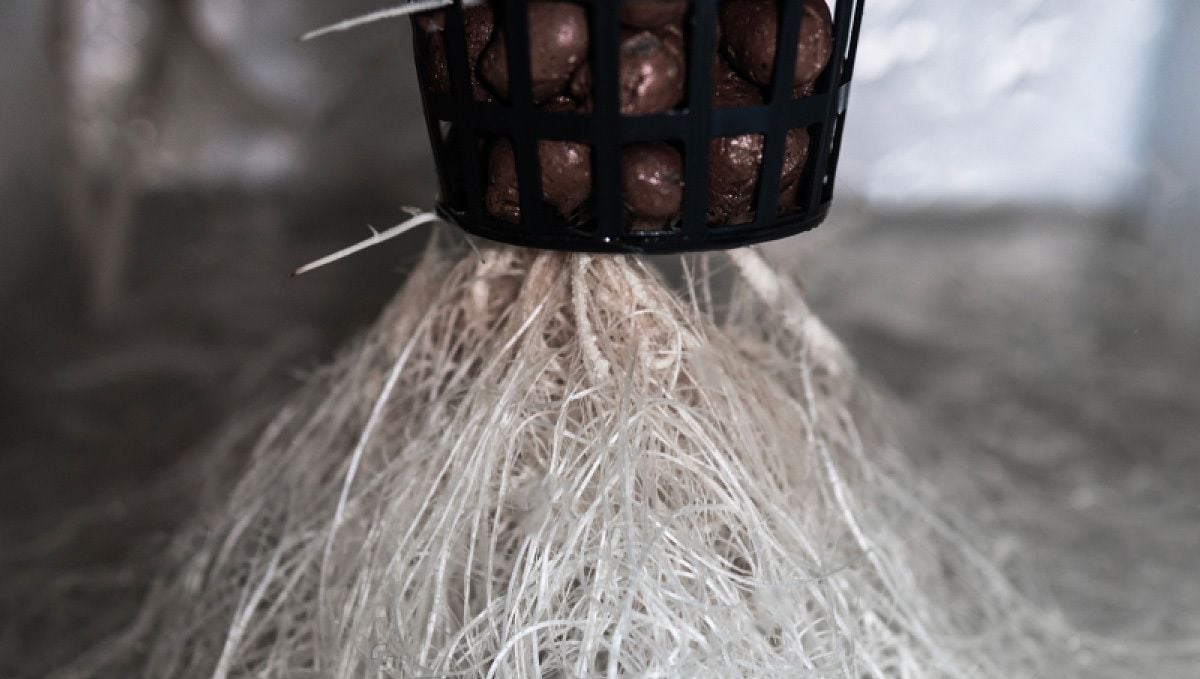 How to grow autoflowering cannabis plants in hydroponics: Setting up the system How to grow autoflowering cannabis plants in hydroponics: Setting up the system