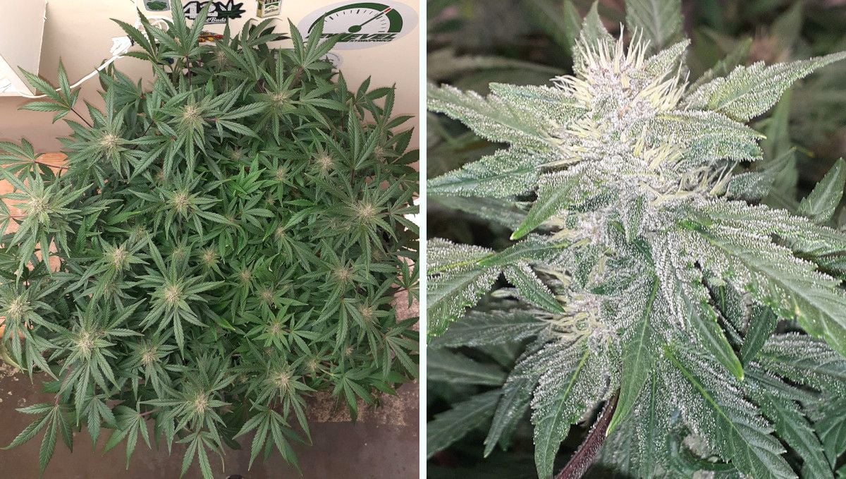 Tropicana Cookies Auto cannabis strain: mid flower (bulk phase) | weeks 8-9 | an indoor autoflower with a huge number of branches and a closeup of its maturing bud