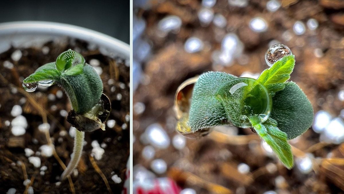 Strawberry Gorilla Auto Cannabissorte: Keimung und Keimlingsphase | Woche 1 | Ein Keimling hat dank gründlichem Besprühen die Schale abgeworfen