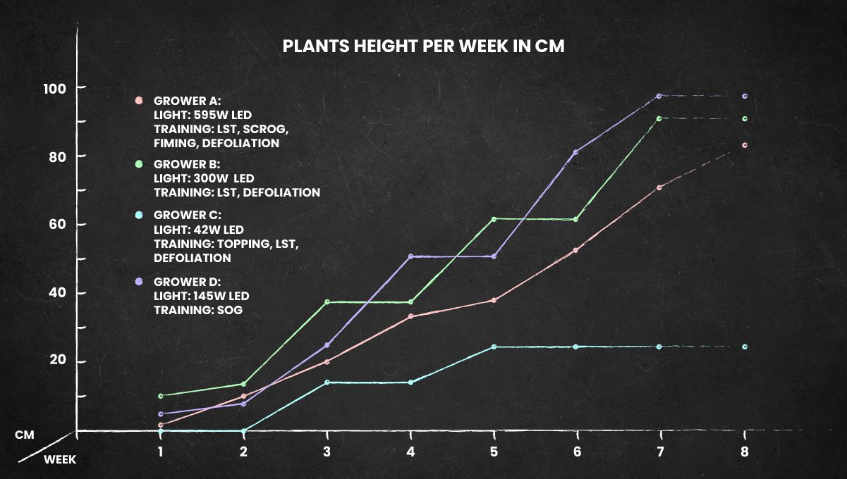 Orange Sherbet Auto Cannabis Strain Week-by-Week Guide: Plants' height throughout the life cycle