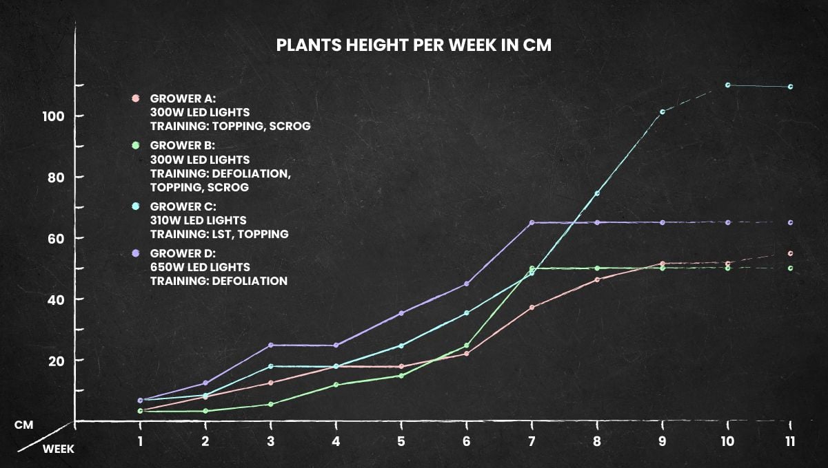 Wedding Cheesecake FF cannabis strain: height chart for the whole life cycle Wedding Cheesecake FF cannabis strain: height chart for the whole life cycle